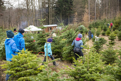 Bild vergr&ouml;&szlig;ern: Weihnachtsbaum.Weihnachtsbaumernte.Weihnachten.Christbaum  schlagen.Tannenbaum.TreffpunktWald
igreen181215IMG_2068.jpg