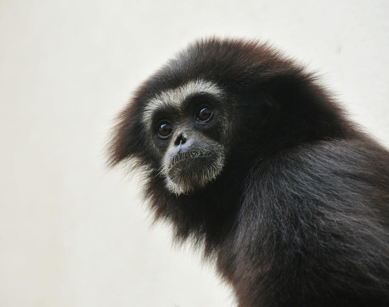 Gibbon Suey im Zoo Landau. 