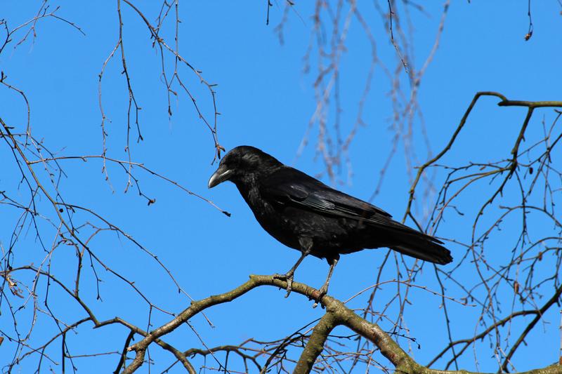 Corvus frugilegus frugilegus: Die Saatkr&auml;he. 